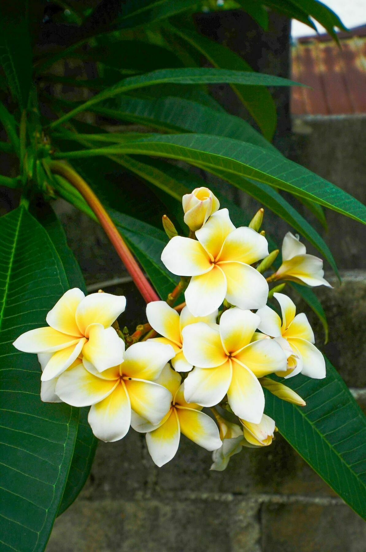 شاطئ تشاوينغ Nid'S Bungalows المظهر الخارجي الصورة